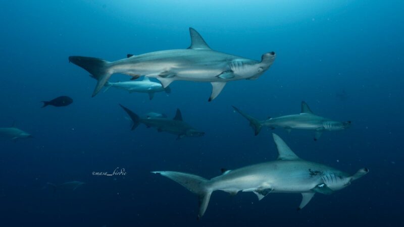 sharks
